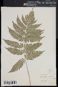 Dryopteris goldieana image