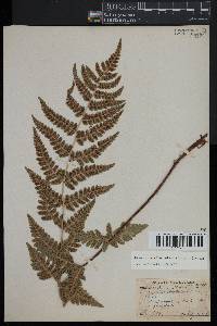 Dryopteris clintoniana image