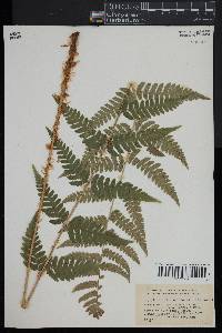 Dryopteris clintoniana image