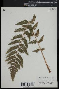 Dryopteris clintoniana image