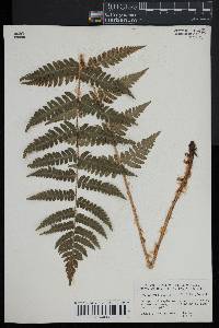 Dryopteris clintoniana image