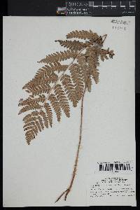 Dryopteris clintoniana image