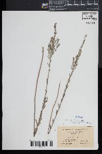 Lythrum lineare image