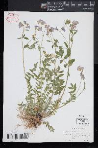 Polemonium reptans image