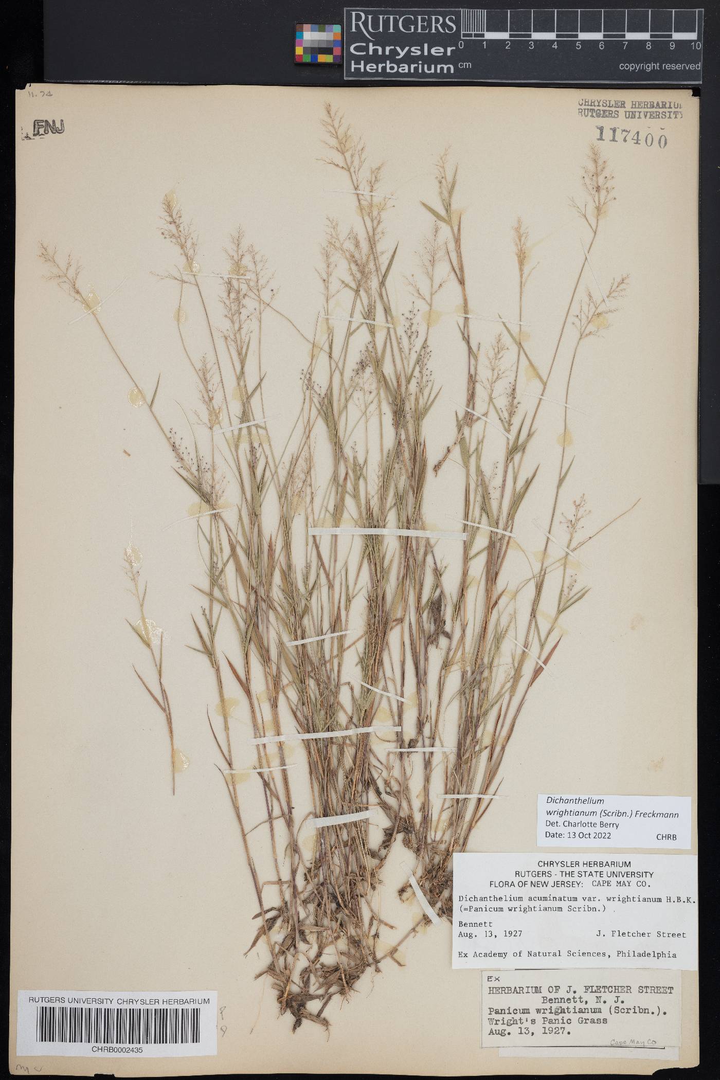 Dichanthelium wrightianum image