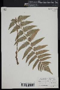 Dryopteris clintoniana image