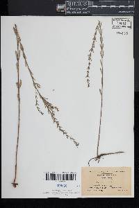 Lythrum lineare image