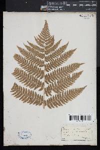 Dryopteris goldieana image