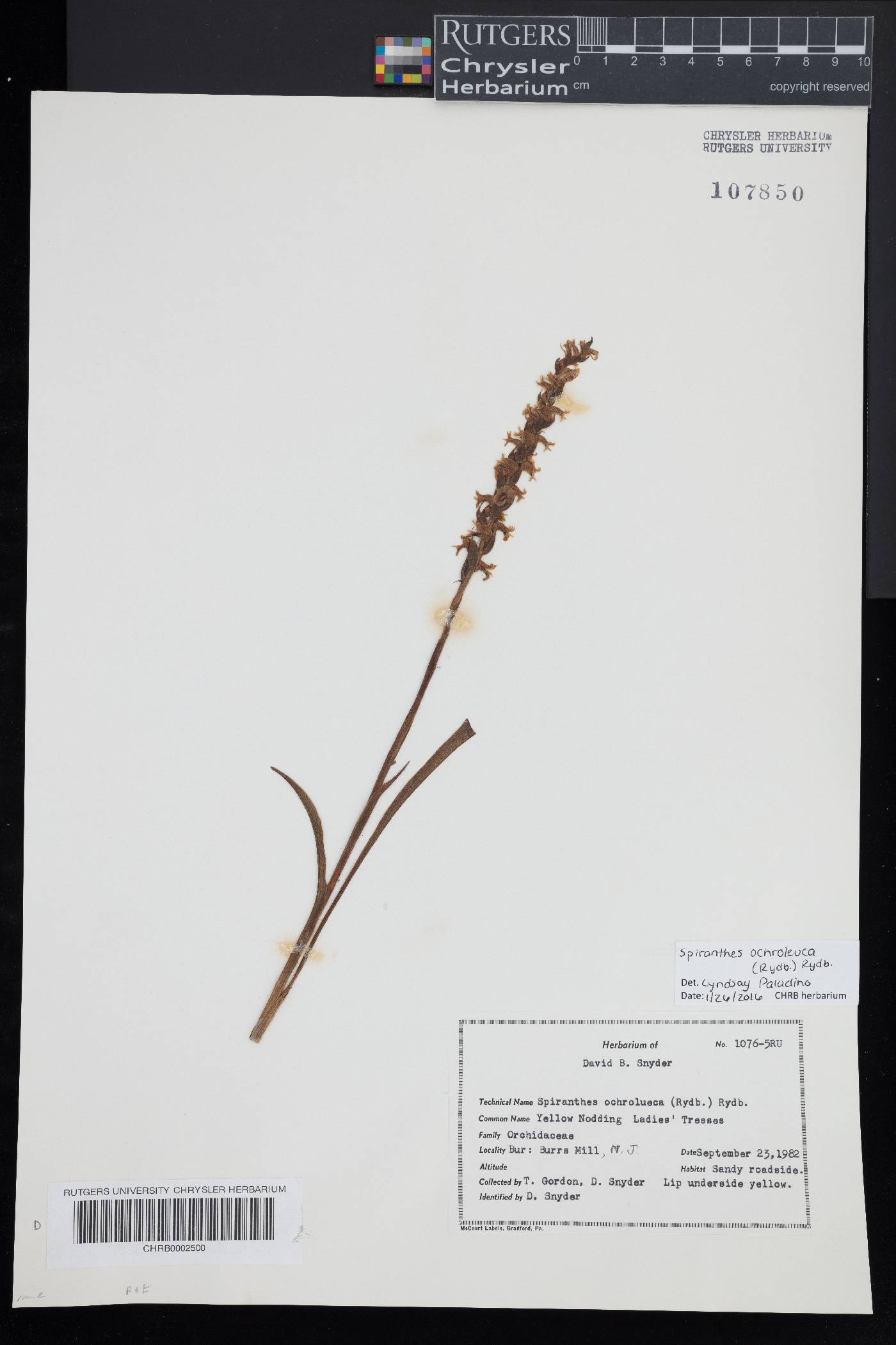 Spiranthes ochroleuca image