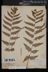 Dryopteris clintoniana image