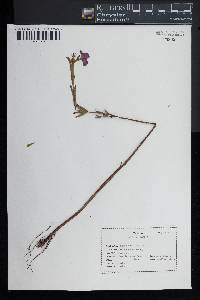 Rhexia aristosa image