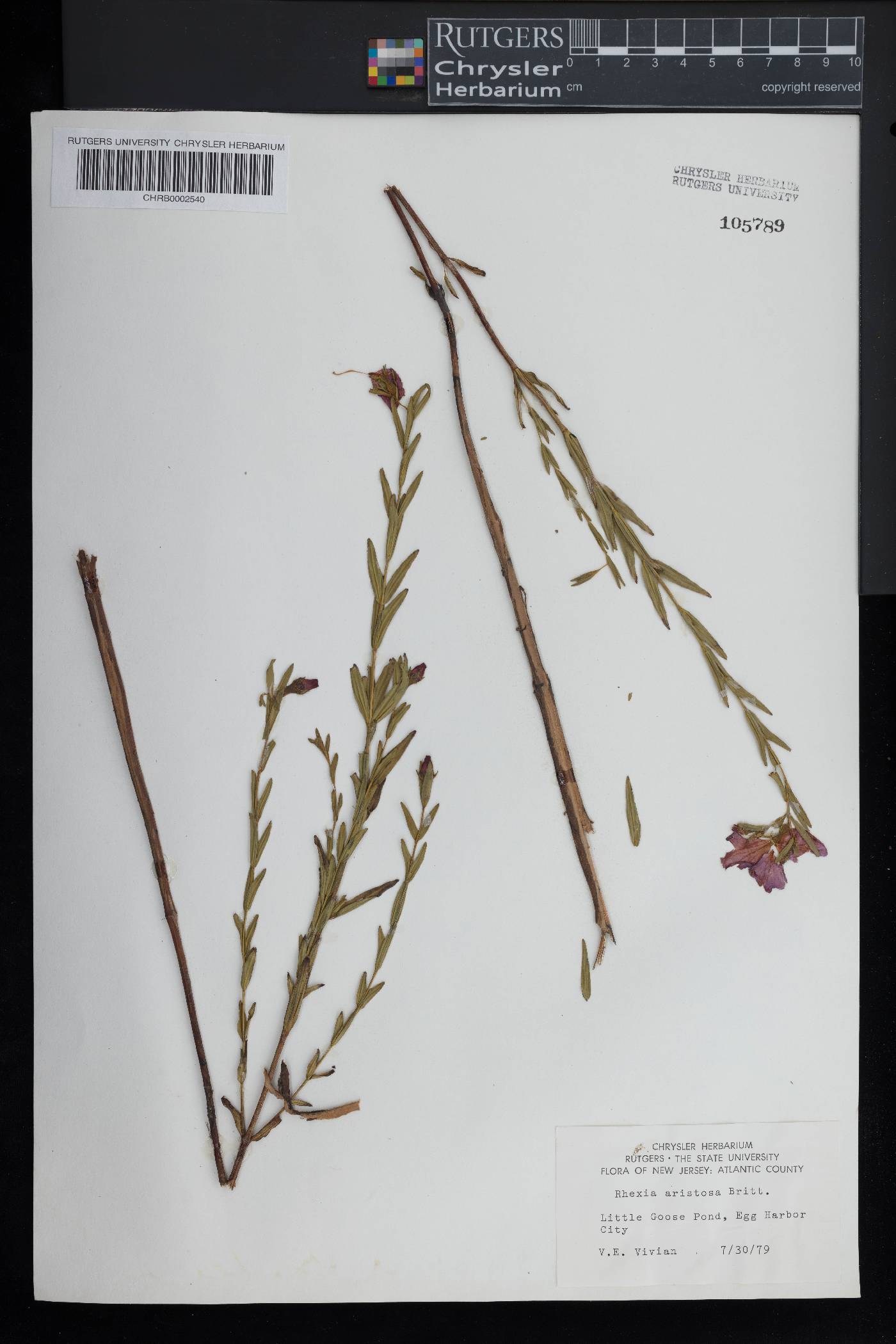 Rhexia aristosa image