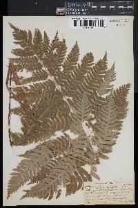 Dryopteris goldieana image