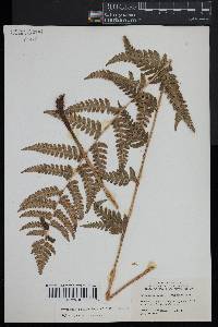 Dryopteris clintoniana image