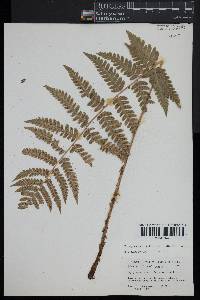 Dryopteris clintoniana image