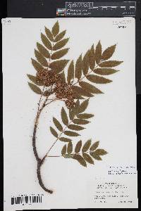 Sorbus americana image