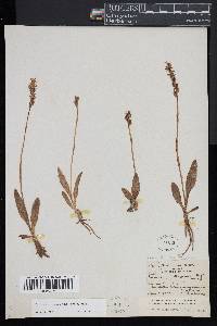 Spiranthes lucida image