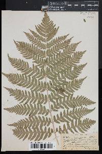 Dryopteris goldieana image