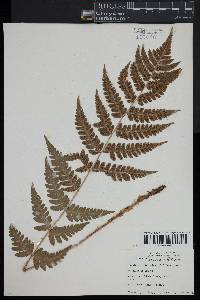 Dryopteris clintoniana image