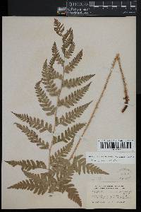 Dryopteris clintoniana image