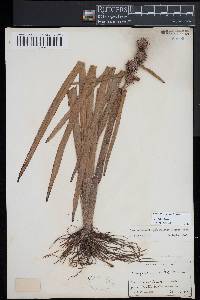 Sparganium emersum image