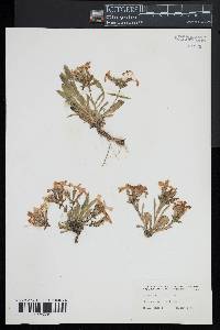 Silene caroliniana image