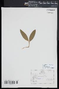 Maianthemum trifolium image