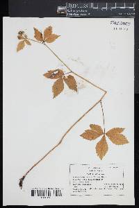 Sanicula trifoliata image