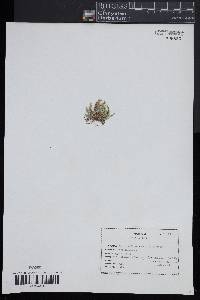 Selaginella rupestris image