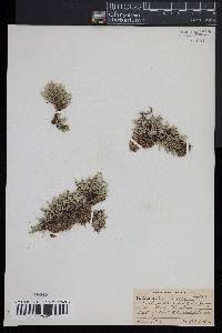 Selaginella rupestris image