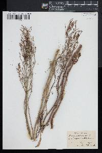 Rumex hastatulus image