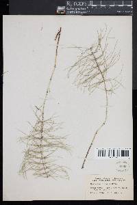 Equisetum pratense image