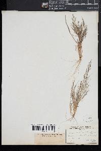 Eragrostis frankii image