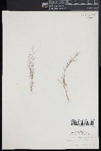 Eragrostis frankii image