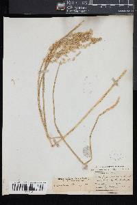 Glyceria canadensis image