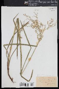 Glyceria canadensis image