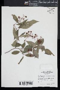 Cornus foemina image