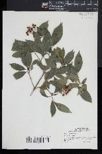 Cornus foemina image