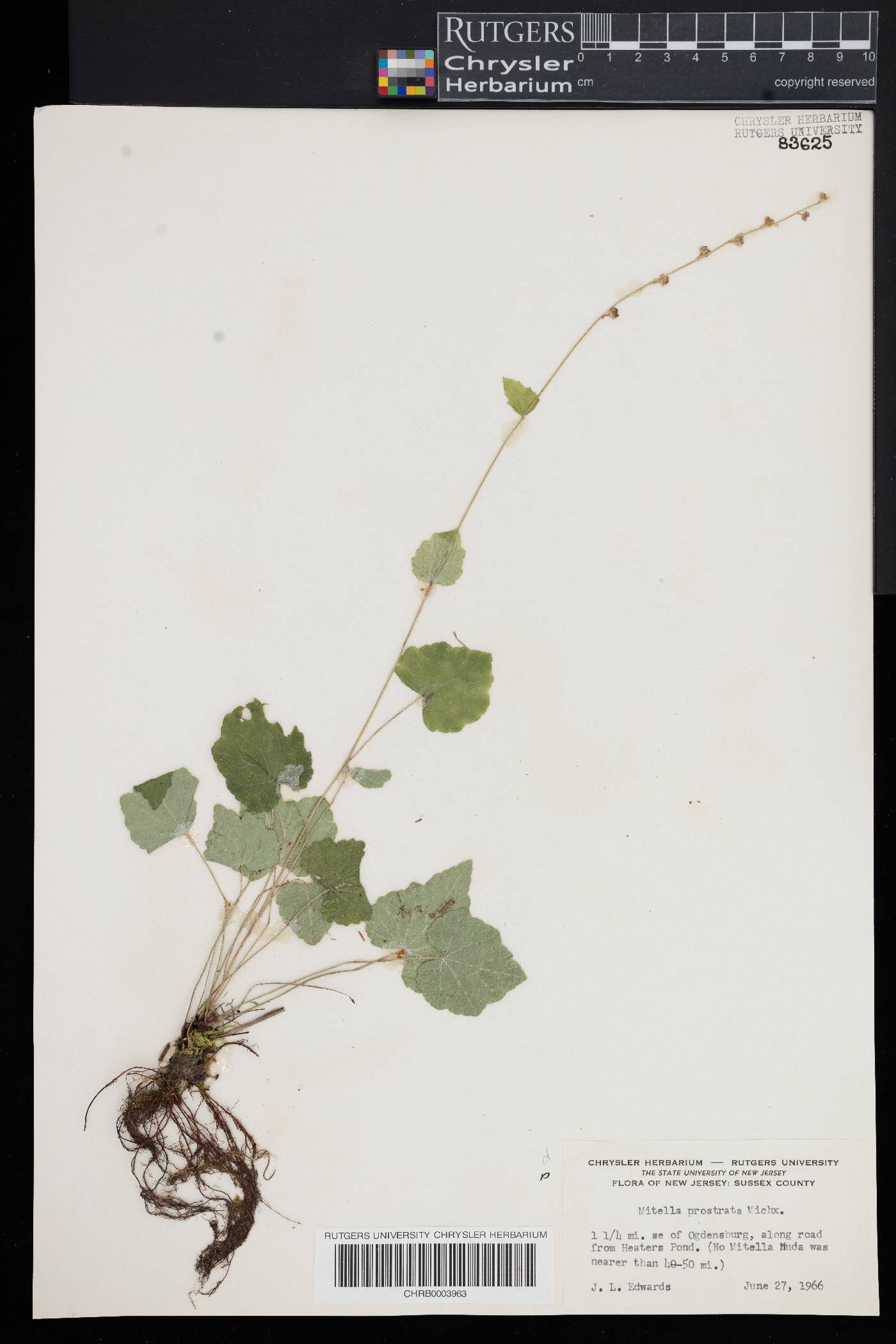 Mitella prostrata image