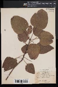 Populus heterophylla image