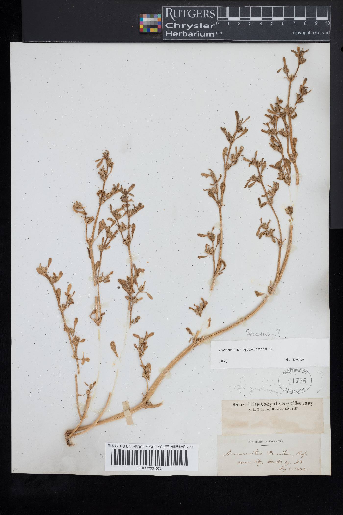 Amaranthus graecizans image