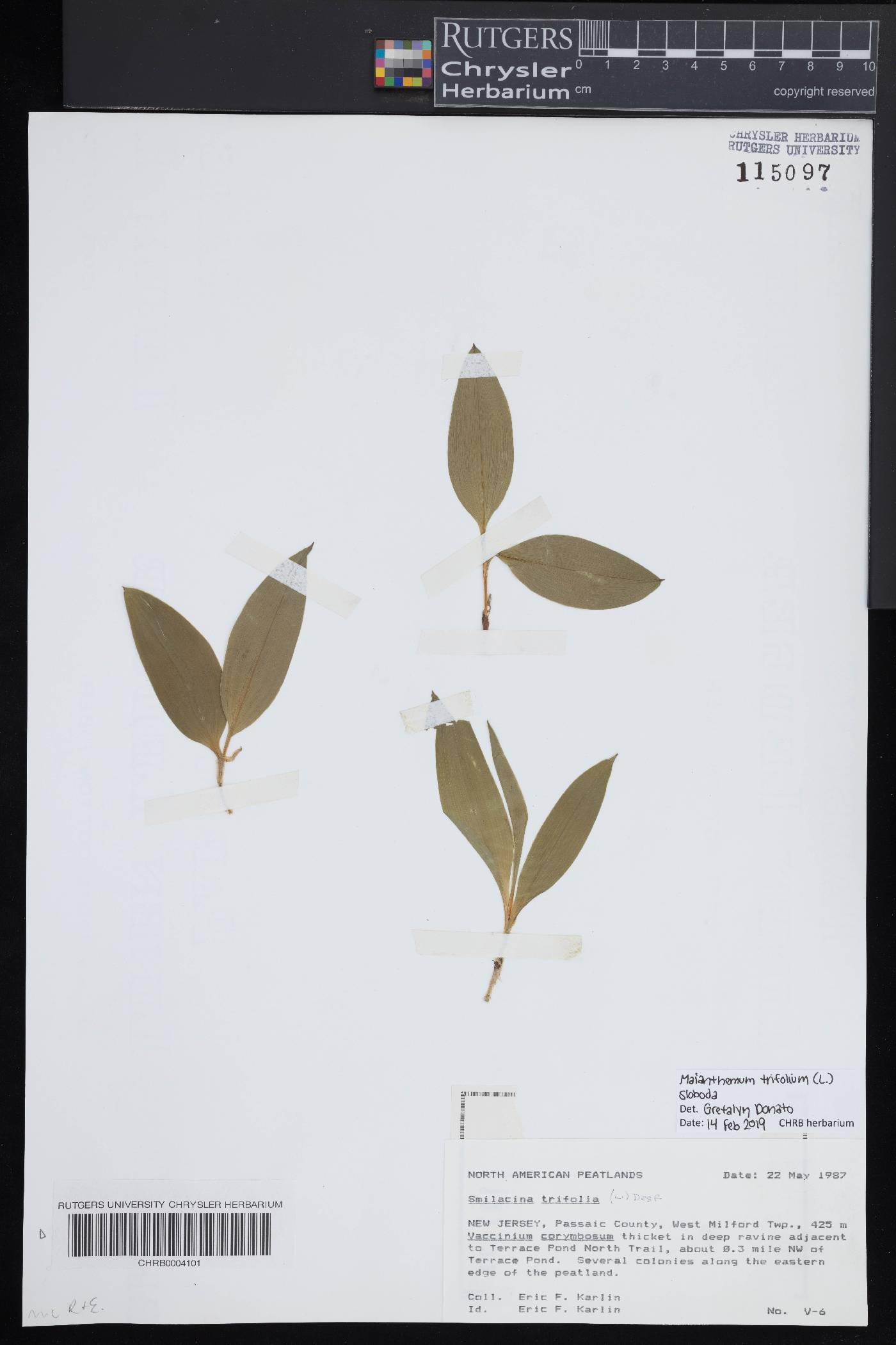 Maianthemum trifolium image