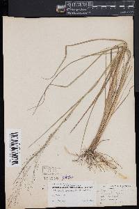 Muhlenbergia torreyana image