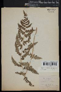 Dryopteris clintoniana image