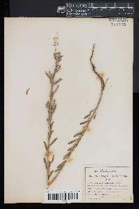 Oenothera humifusa image