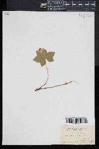 Cornus canadensis image