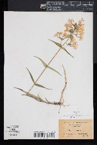 Phlox maculata image