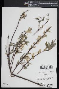 Salix lucida image