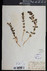 Honckenya peploides subsp. peploides image