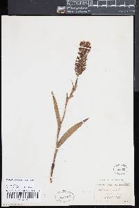 Platanthera cristata image